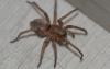 Drassodes sp.